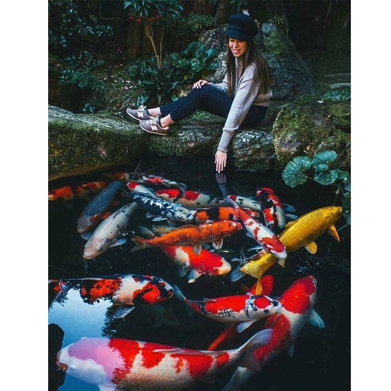 3 Kunci Sukses dalam Hobi Memelihara Koi